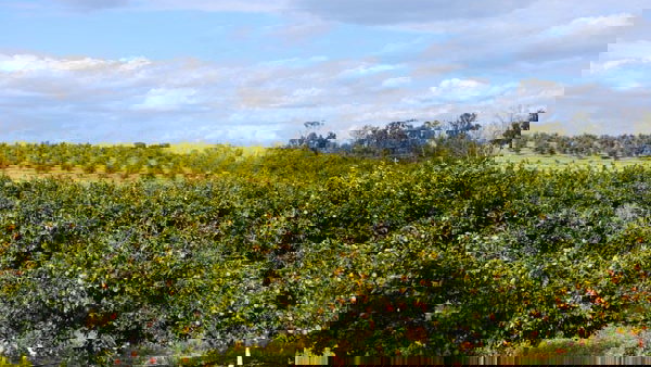 Valencian Businessman Kidnapped