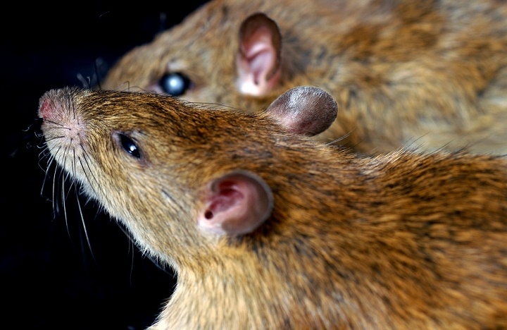 RATS: Rat urine is responsible for the spread of leptospirosis