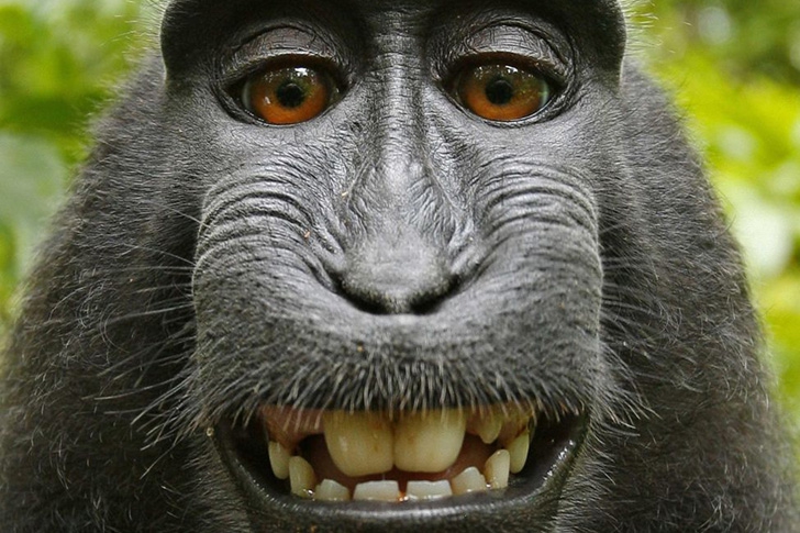 © Self-portrait by the depicted Macaca nigra female; taken on the camera of, and rotated and cropped by, David Slater