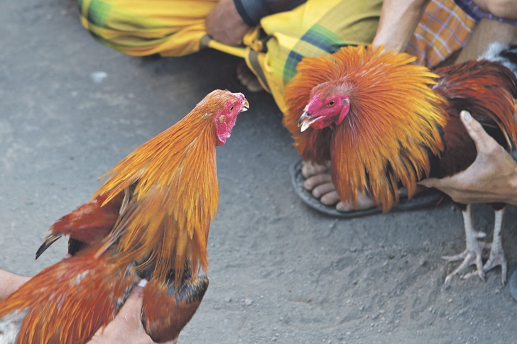 Rooster Kills Owner By Slashing His Groin With A Knife