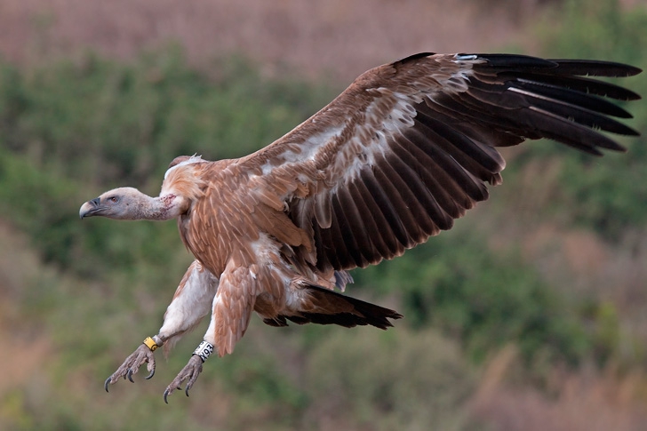 Animal Massacre In Salamanca As Fifty Griffon Vultures Found Dead