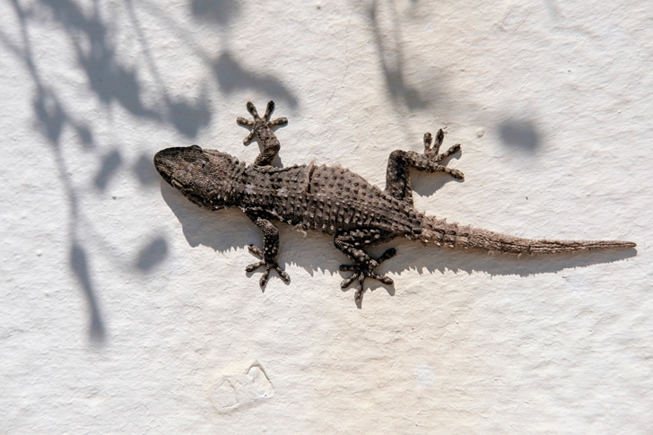 wall lizard gecko