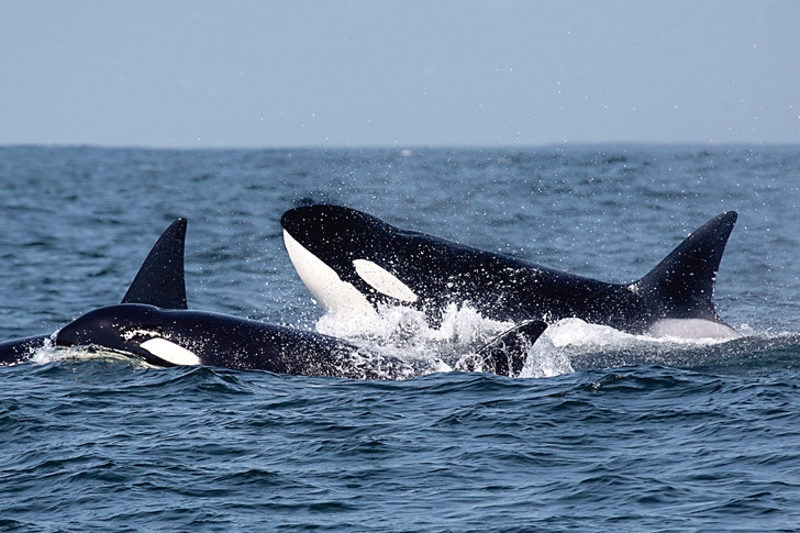 Killer Whales Spotted Off British Coast