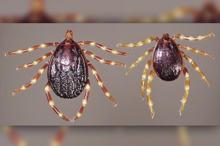 Male and Female Hyalomma ticks.