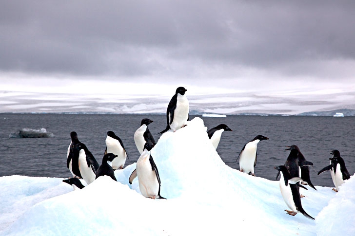 EU wants more new large-scale Marine Protected Areas in Antarctica