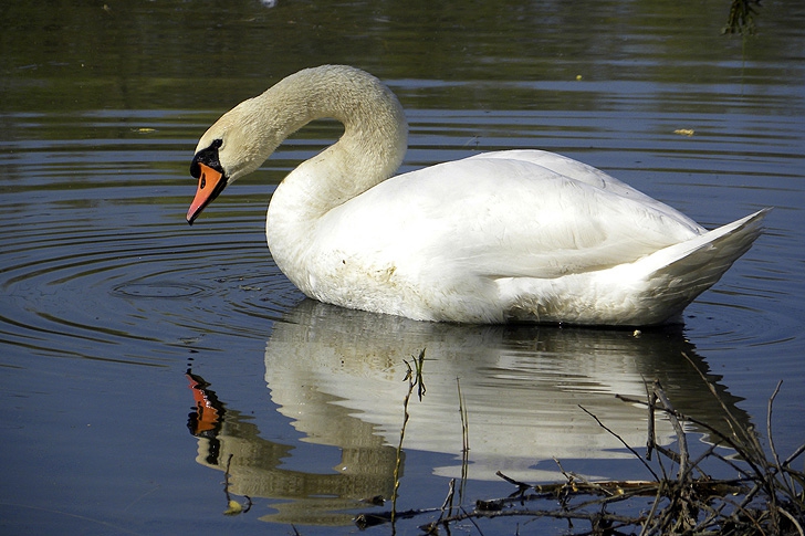 Bird Flu Wipes Out Sixty Swans In England