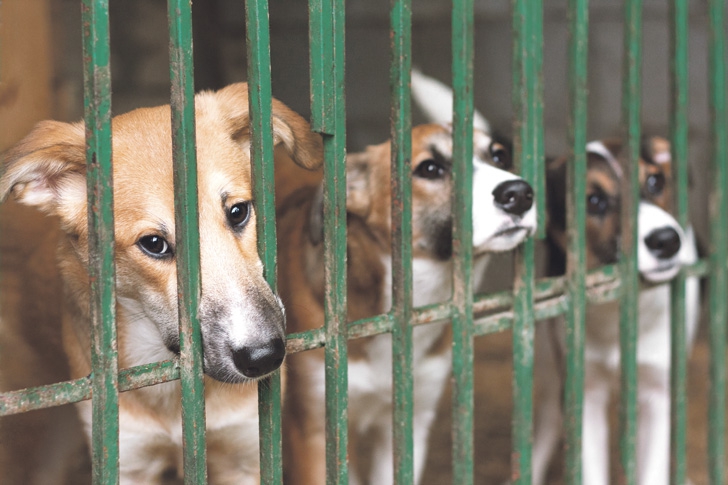 Dogs transported from Spain to Estonia in cruel conditions being returned