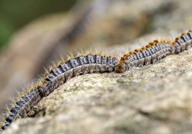 PROCESSIONARY CATERPILLARS: A real danger to humans and other animals