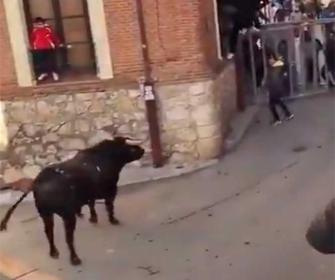 bull run iriepal
