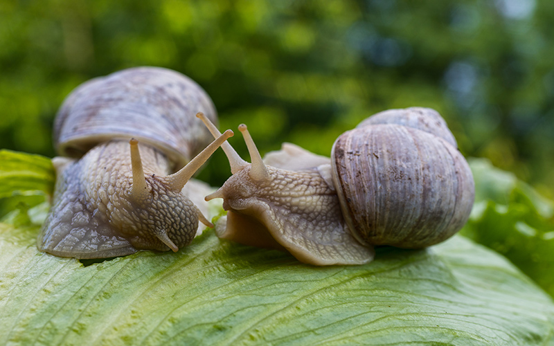 Image of two snails on a leaf.