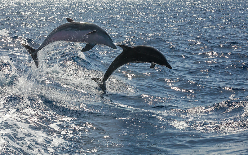 Image of dolphins leaping in the sea.