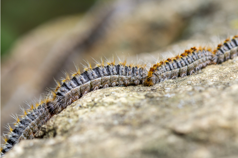 Guardia Civil warns of danger posed to humans and dogs by processionary caterpillars at this time of year