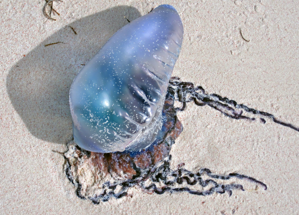 Unsettled Weather Brings Floods Of Jellyfish To Costa Blanca Beaches