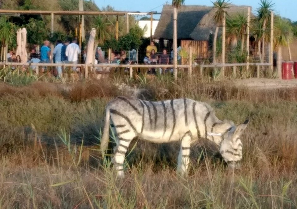 Animal abuse complaint for painting donkeys to look like zebras in Cadiz