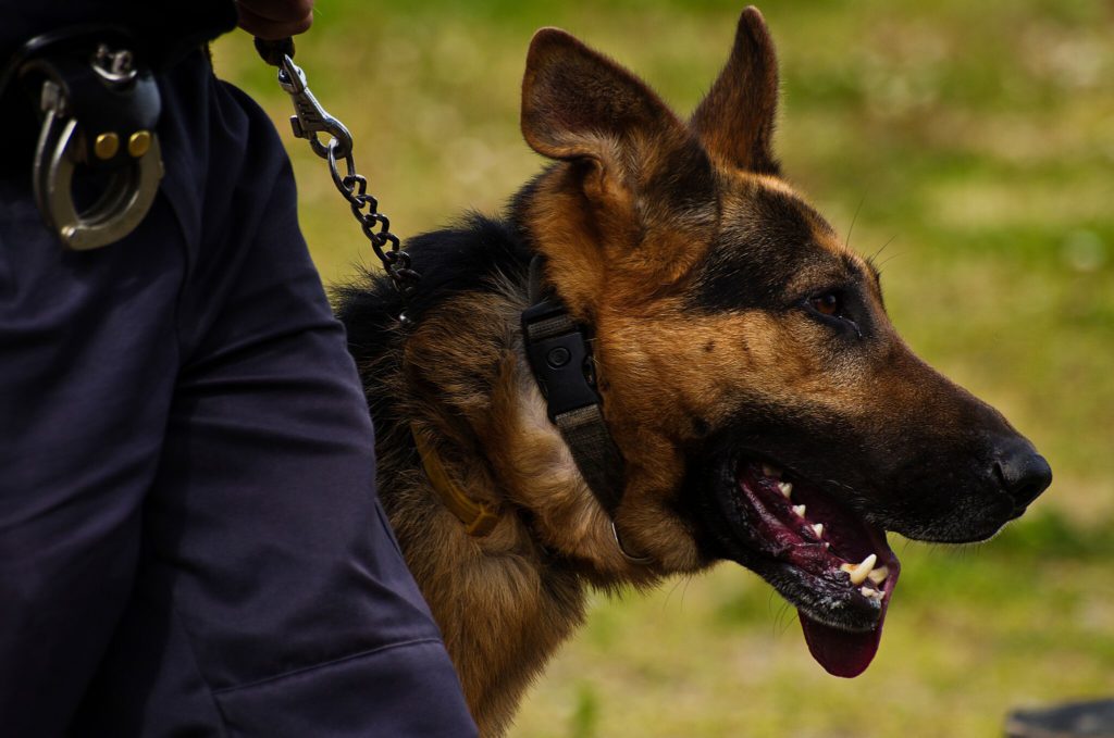 SMALL SCREEN: The K-9 unit will appear on TV.