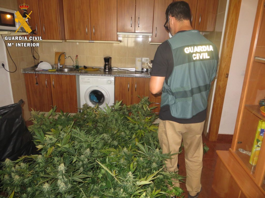 Robbery reported in home with hundreds of marijuana plants