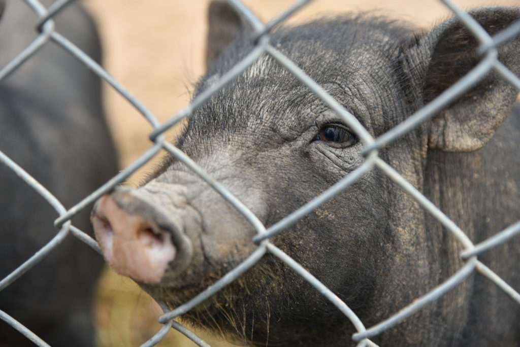 Police find three Vietnamese pigs abandoned on the Costa del Sol