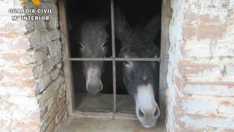 SURVIVORS: Two donkeys and a goat were rescued.