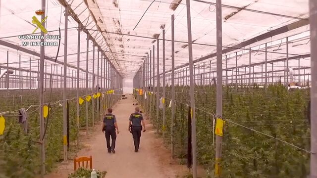 WIDE-SCALE: The operation resulted in the seizure of nearly 54,000 marijuana plants.