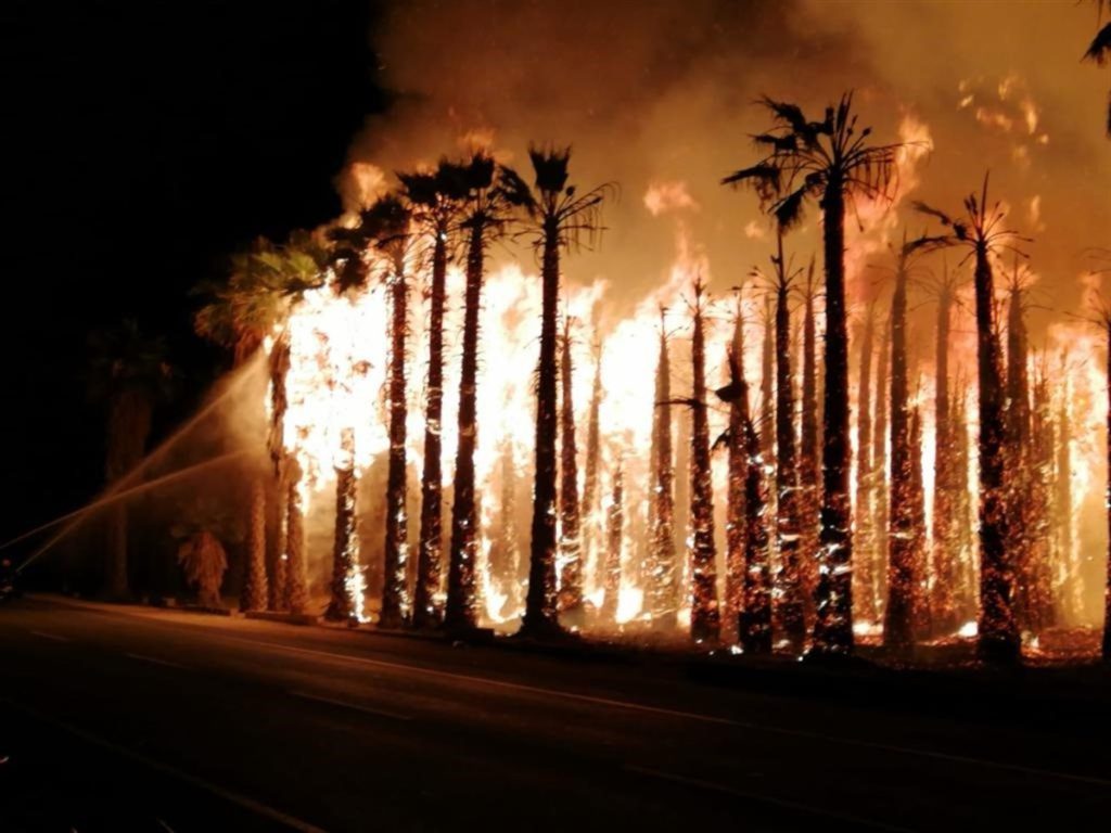 Man arrested and accused of deliberately setting four palm fires