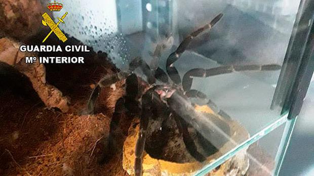 Tarantula farm found in Spain