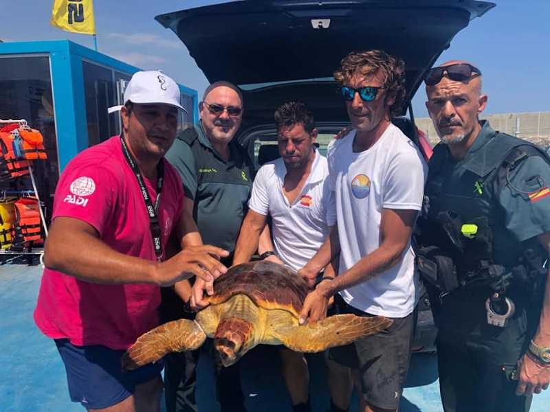 Turtle rescued
