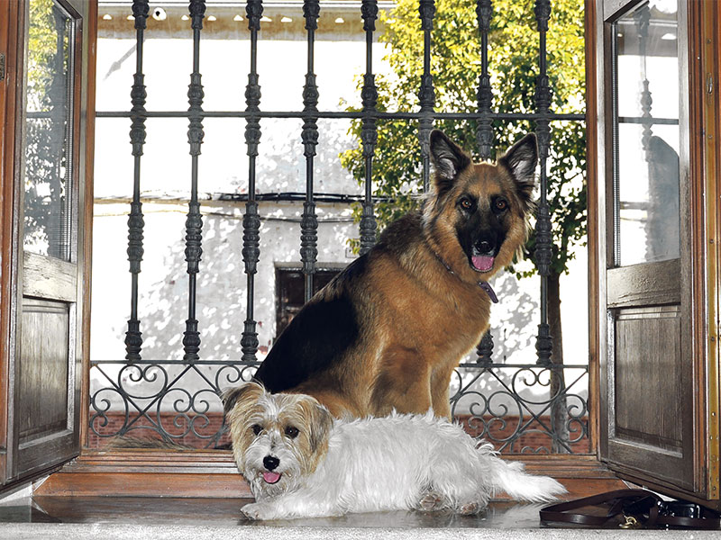 Mature pets: Often do better staying at home in their familiar environment.