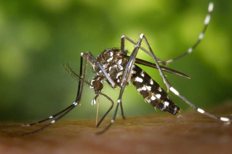 Nine million sterile males to be released in the Valencian Community to combat the tiger mosquito