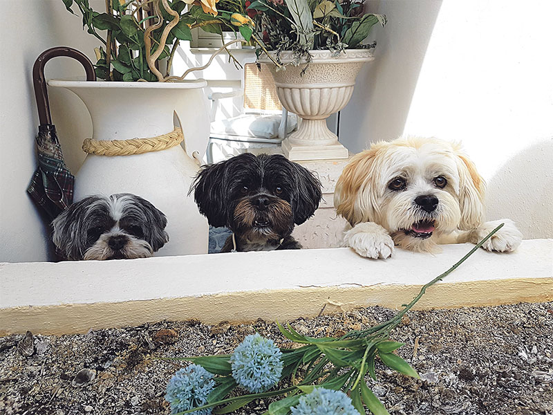 HOUSE-SITTER: Could you look after these three adorable dogs?