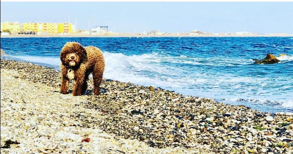 First dog-friendly beach in Almeria 