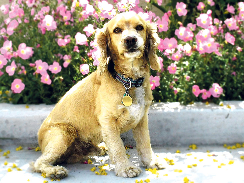 COCKER SPANIEL: Some people say they are highly emotional and need companionship.