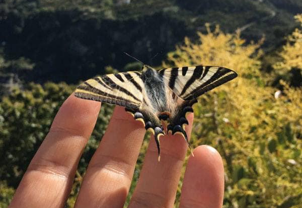 Fundraiser launched to protect butterfly species after Almuñécar fire