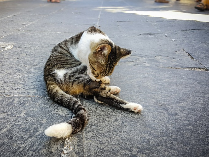 population control for stray cats
