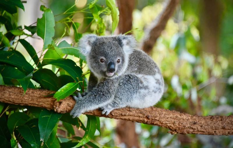 Edinburgh Zoo Welcomes The UK’s Only Baby Koala