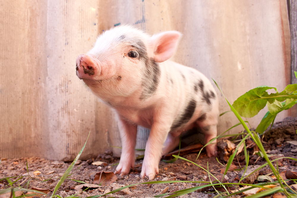 FDA Declares Genetically Modified Pigs Safe To Eat