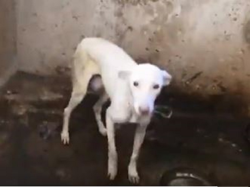 15 dogs abandoned every hour in Spain