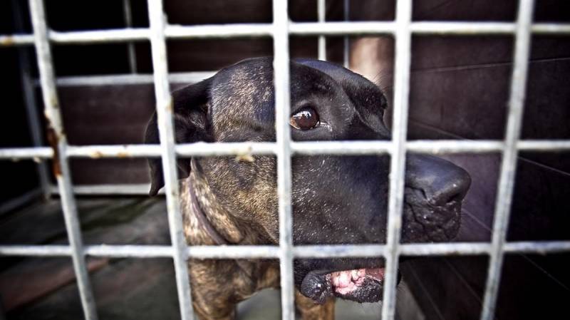 Scotland Considers Implementing ‘Animal Abuser’ Registry
