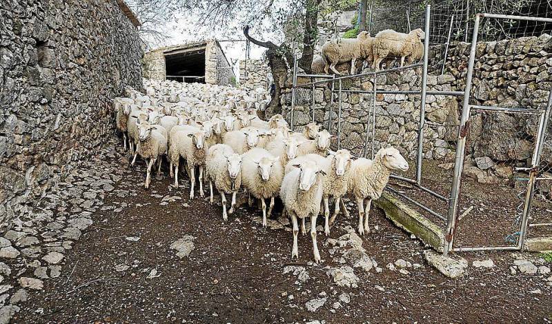 mallorca news sheep