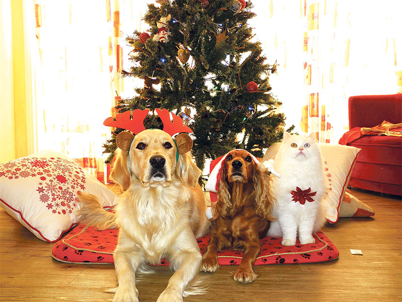 HAPPY HOLIDAYS: Our pets need good care at home all year round.