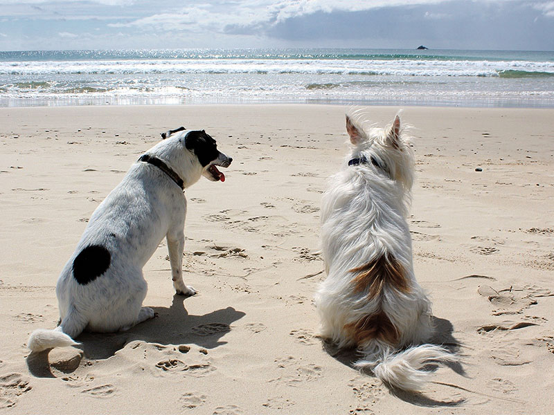 House-sitters help you keep your dogs healthy, happy and entertained when you’re away.