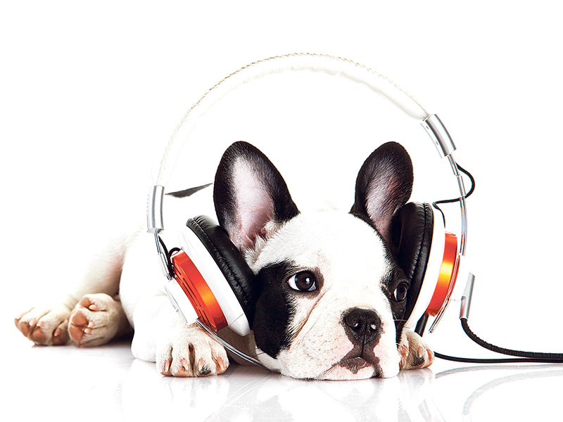 PET PLAYLIST: Based on an animal’s personality.