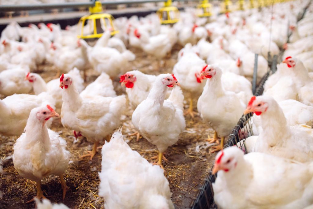 Computer error on poultry farm leaves 27,000 chickens boiled alive