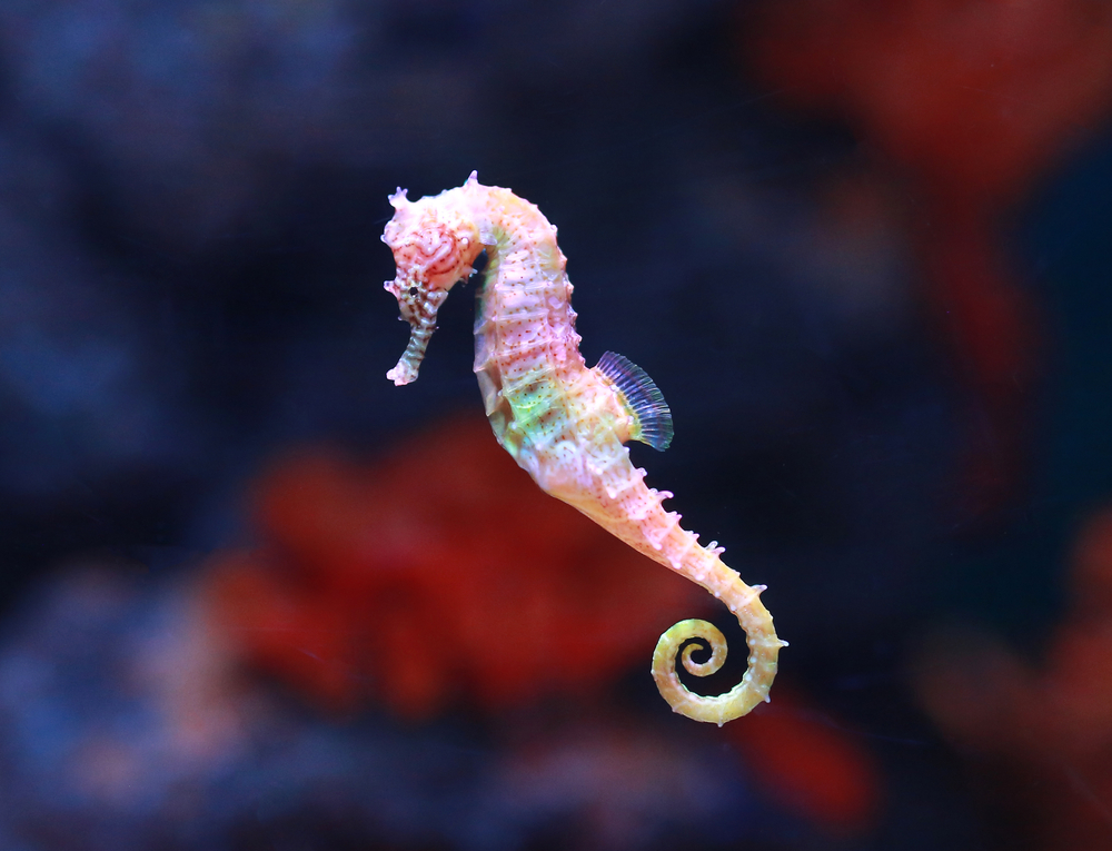 Seahorse Project Launched To Protect The Species in Spain’s Valencia