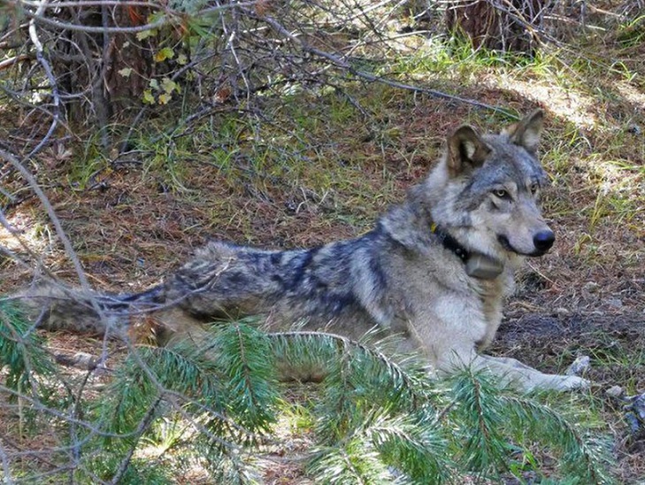 Living with Spain’s growing wolf population