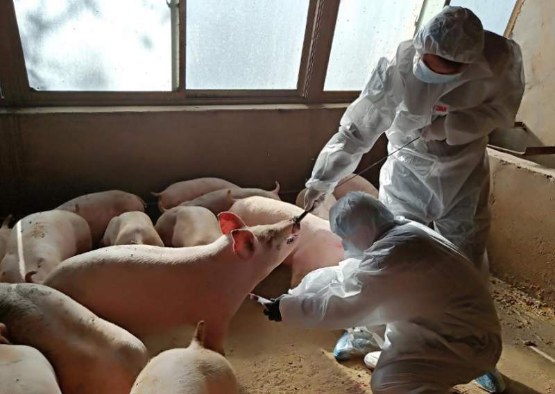 new virus found in pigs in china