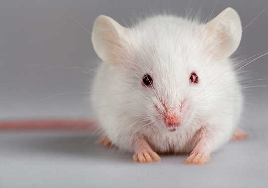 Scientists Cure Blindness In Mice