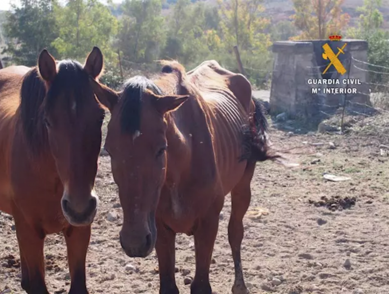 Malnourished horses animal abuse