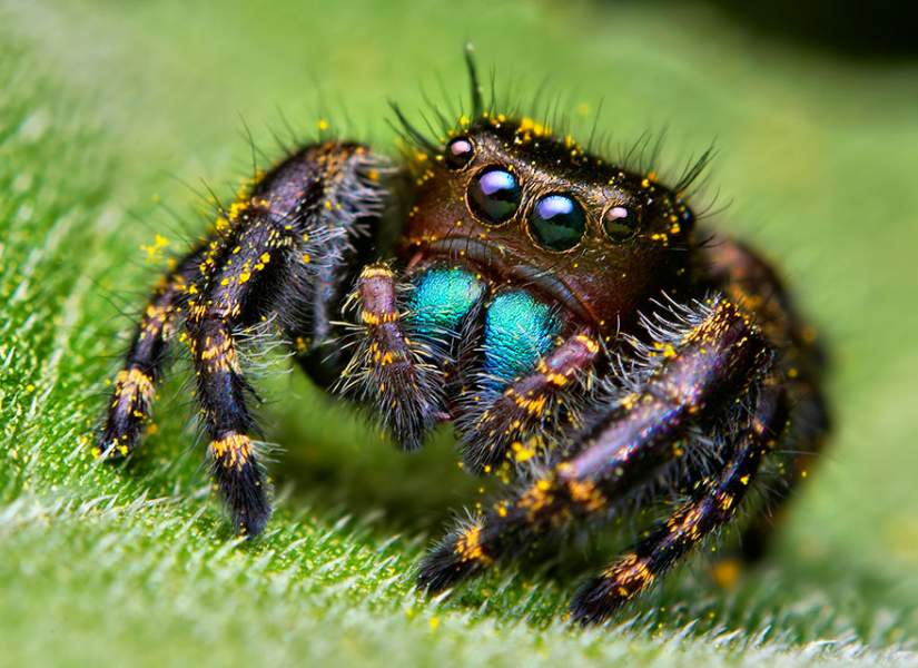 Frightened of spiders? There’s an app for that