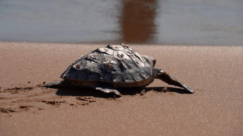 Ten turtles have returned to their natural environment in Calblanque