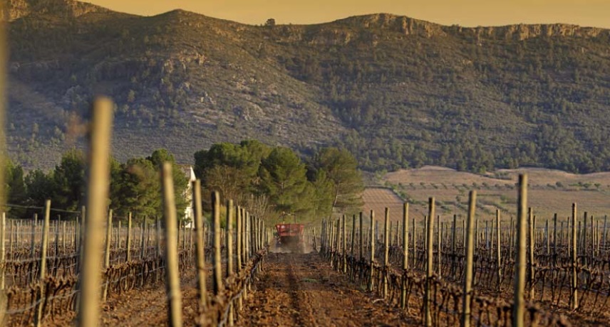 Alfaz wine route